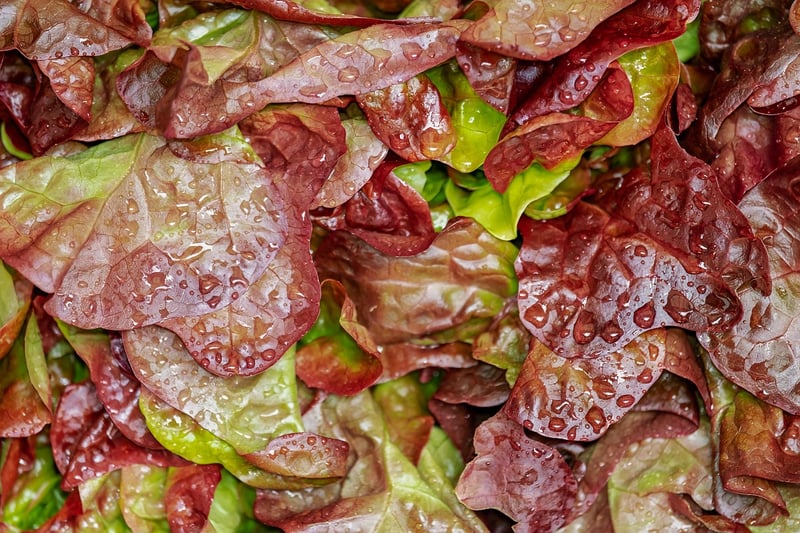 Forest Foraged Salads
