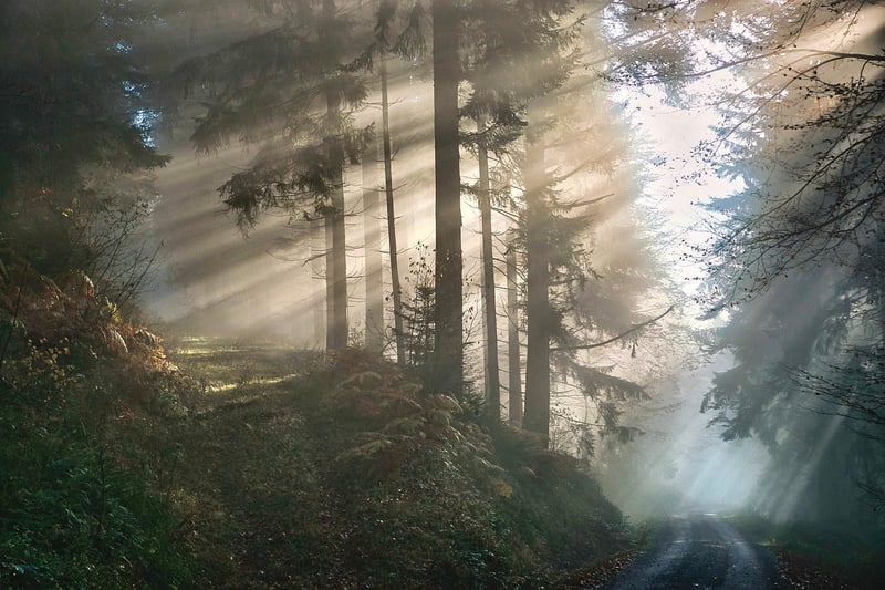 Mystical Woodland